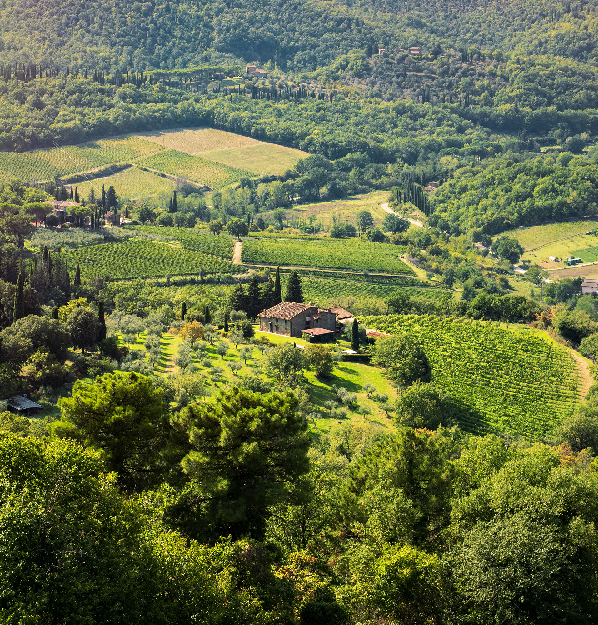 Domaine viticole